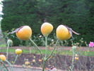Zara Hore-Ruthven rose photo