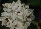 Erato rose photo