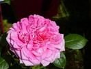 Xanthus rose photo