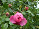 Gräfin Esterhazy rose photo