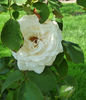 Ice-Girl rose photo