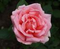 Belle de la Carnière rose photo
