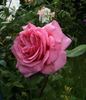 Ognewaja rose photo