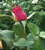 Ognewaja rose photo