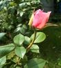 Ognewaja rose photo
