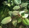 Ognewaja rose photo