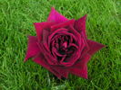 Nachtfalter rose photo