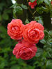 En Vogue rose photo