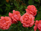 En Vogue rose photo
