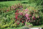 Deutsches Rosarium Dortmund rose photo