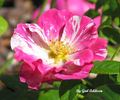Sheer Stripes rose photo