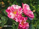 Sheer Stripes rose photo