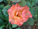 Pensioner's Voice rose photo