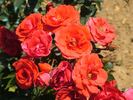 Albert-Georg-Pluta-Rose rose photo