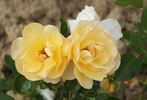 Alix de Vergy® rose photo