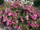 Lovely Fairy rose photo