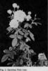 Spotless Pink rose photo