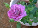 Enchanted Evening ™ rose photo