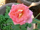 Summer Rainbow rose photo