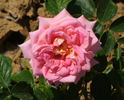 Ampère rose photo