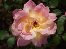 Angel Wings rose photo