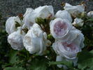 Rose Blush ® rose photo