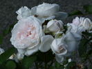 Rose Blush ® rose photo