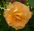 Anjou rose photo
