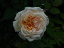 Bedont ™ rose photo