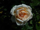 Bedont ™ rose photo