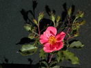 C-04 rose photo