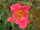 C-04 rose photo