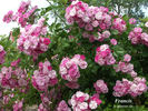 Francis rose photo