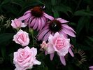 Music Maker rose photo