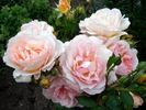 Cocarde rose photo