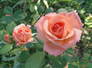 Bill Warriner ™ rose photo