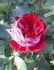Granatovij Braslet rose photo