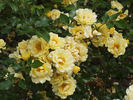 Gelber Engel ® rose photo