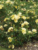 Gelber Engel ® rose photo