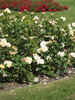 Sunstar rose photo