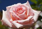 Anne Lorentz rose photo