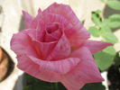 Supriya rose photo