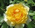 Happy Go Lucky rose photo