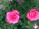 Desley May rose photo
