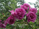 <i>Rosa</i> X <i>infertilis</i> rose photo