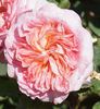 Apricot Sensation rose photo