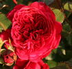 Adonis® rose photo