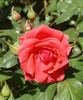 Arromanches rose photo