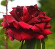 Astral rose photo