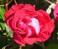 Attleborough rose photo